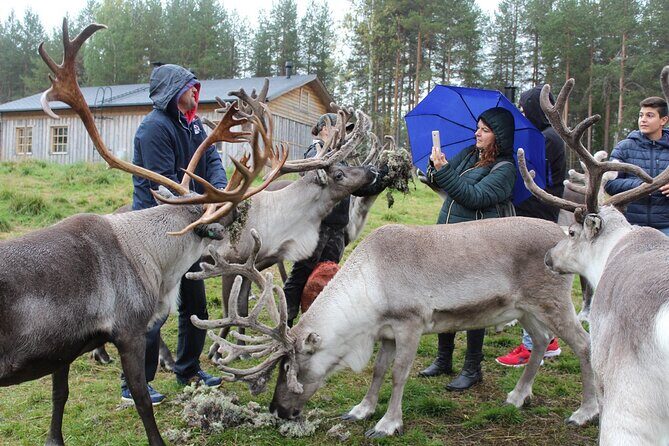 Summer Traditional Reindeer Farm Tour in Rovaniemi - What to Expect from the Itinerary