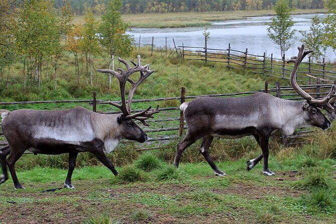 Summer Traditional Reindeer Farm Tour in Rovaniemi - Final Thoughts