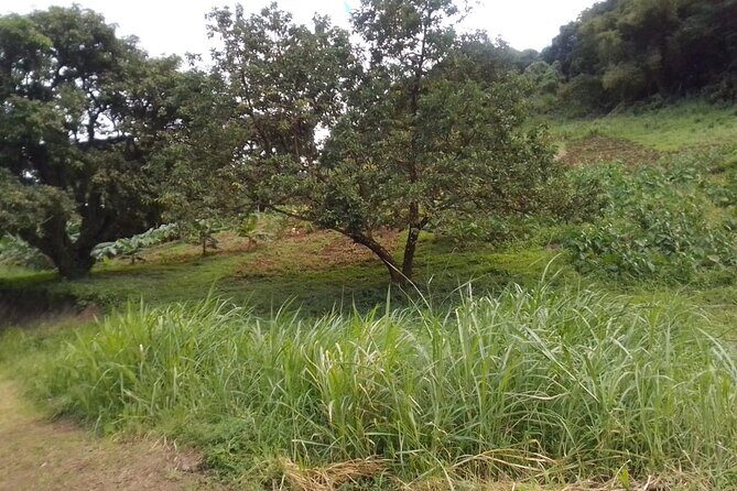 Summit Adventure: Conquer the La Soufriere Volcano - The Sum Up