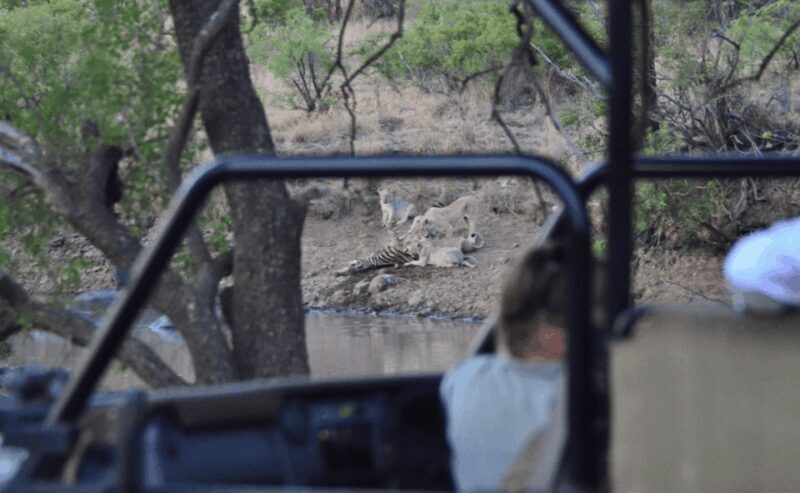 Sun City: 6H Game Drive with Lunch - Is It Worth the Price?