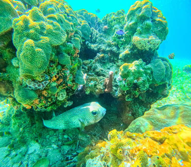 SunCay Private Oceanview Villa up to 6 with Lunch and Ferry - FAQ