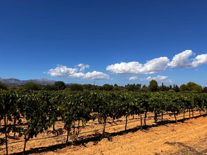 Sunday of the Wine on Mallorca - Customer Feedback