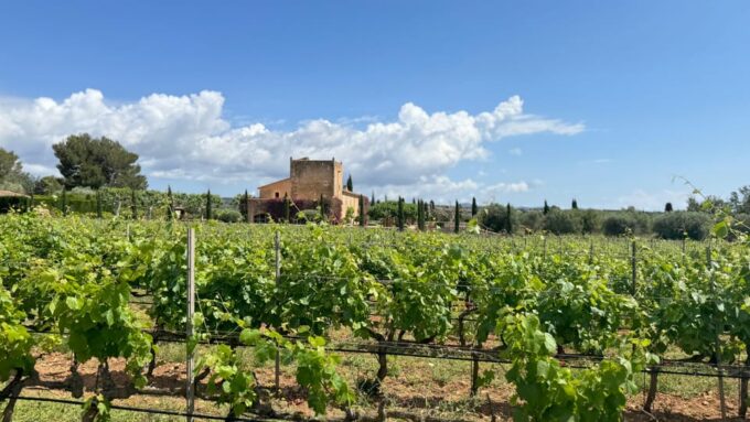 Sunday of the Wine on Mallorca - Enjoy the Live Music