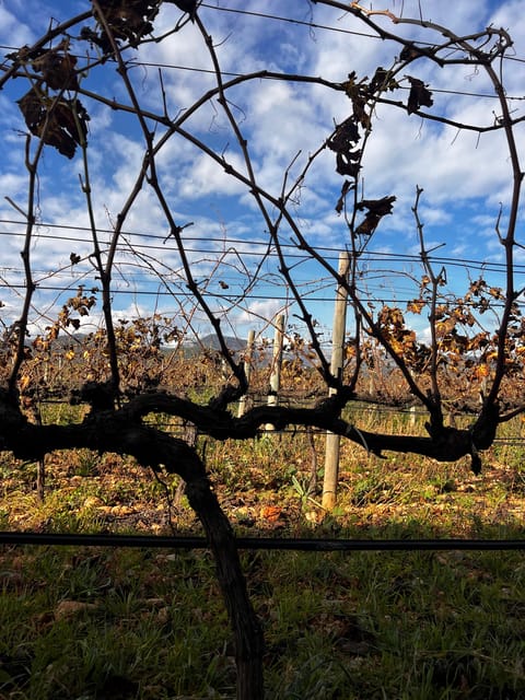 Sunday of the Wine on Mallorca - Tips for Attending the Event