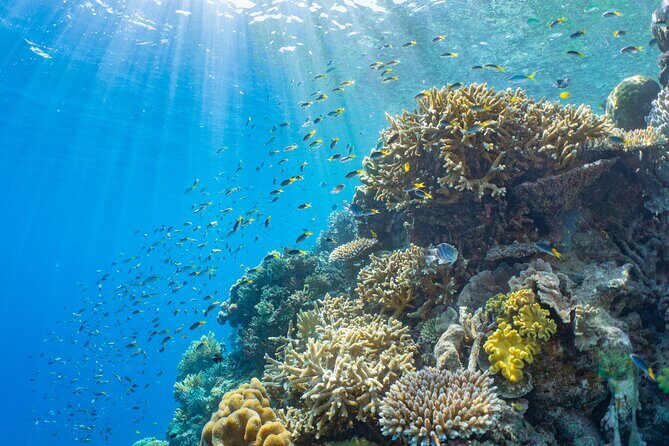 Sunlover Reef Cruises Cairns Great Barrier Reef Experience - Authentic Experiences from Travelers