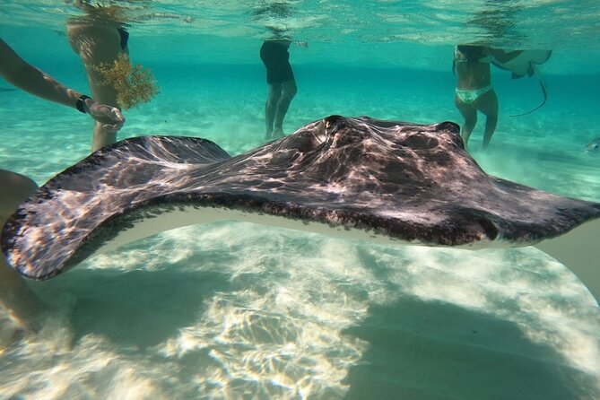 Sunrise at Stingray City, Private Tour - Accessibility and Participation