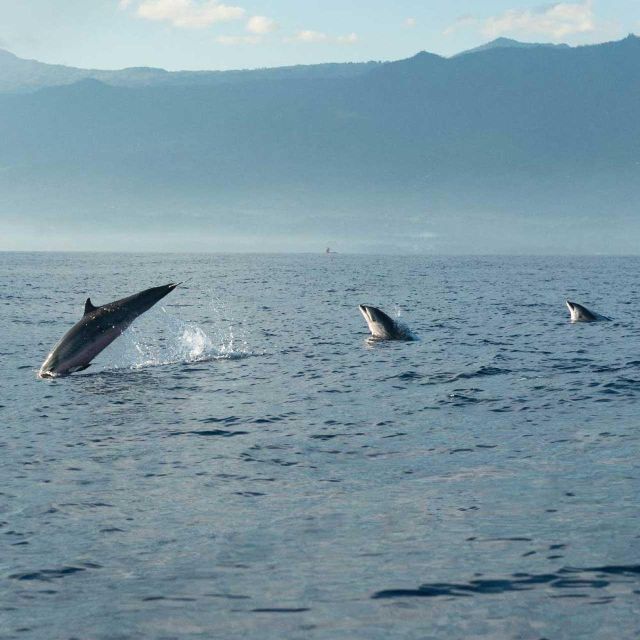 Sunrise Coastline Boat Tour & Dolphin Watching - Coastline Exploration