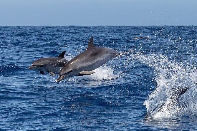 Sunrise EN the Ocean - FAQs