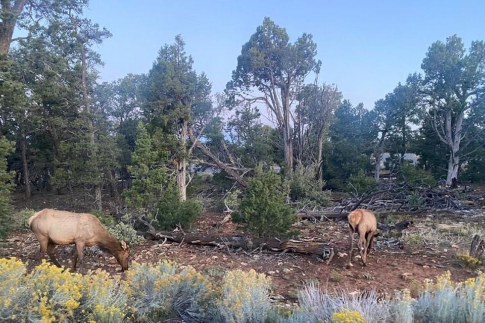 Sunrise Tour: Grand Canyon Antelope Horseshoe From Las Vegas - Key Points