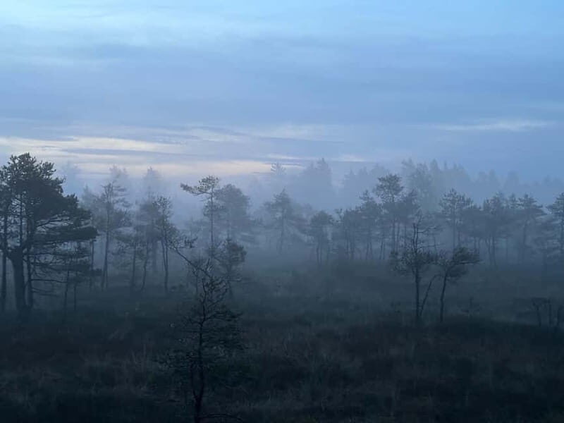 Sunrise Tour To Great Kemeri Bog - A Deep Dive into the Sunrise Tour to Great Kemeri Bog