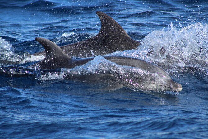 Sunrise Whale Watching boat tour with marine biologist - FAQ