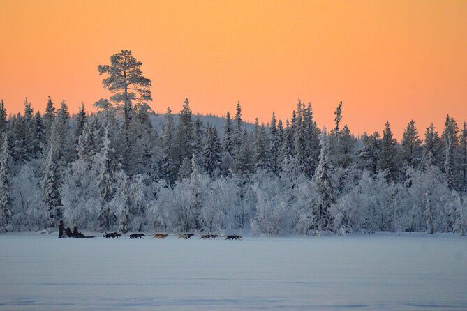Sunrise Zen Husky Tour (10:00 to 13:00 - sitting on the sled) - An In-Depth Look at the Sunrise Zen Husky Tour