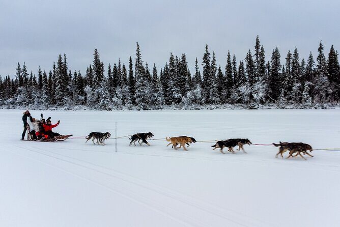 Sunrise Zen Husky Tour (10:00 to 13:00 - sitting on the sled) - The Sum Up