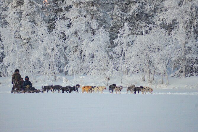 Sunrise Zen Husky Tour (10:00 to 13:00 - sitting on the sled) - FAQ