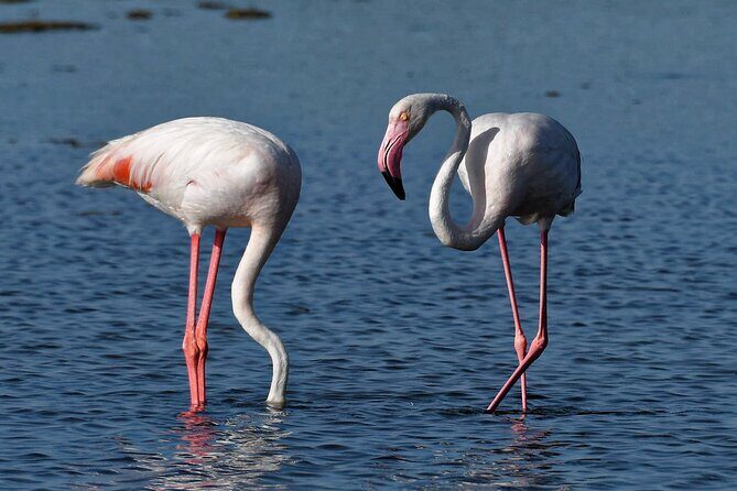 Sunset among flamingos in the Ebro Delta - Key Points