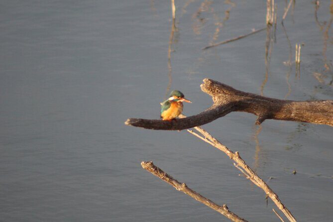 Sunset among flamingos in the Ebro Delta - Frequently Asked Questions