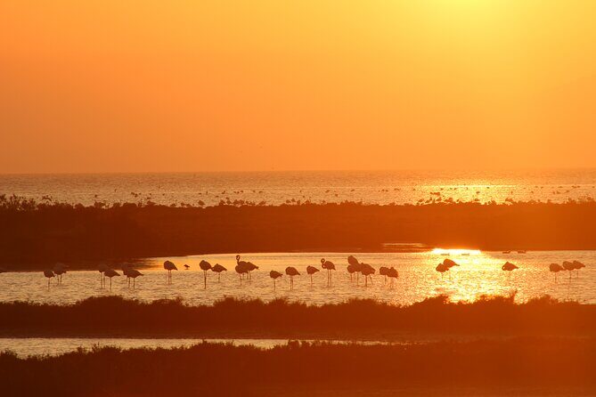 Sunset among flamingos in the Ebro Delta - Final thoughts