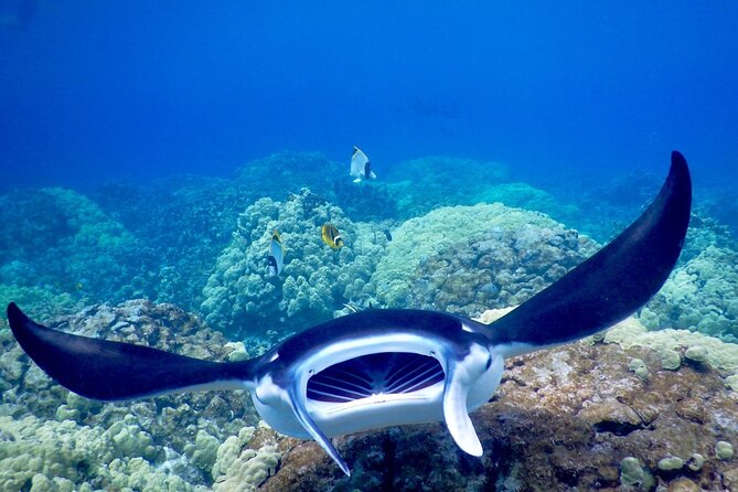 Sunset and Manta Ray Snorkel Adventure - Final Thoughts