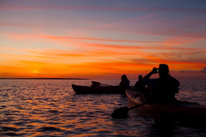 Sunset Bioluminescent Comb Jelly & Dolphin Tour - Guest Reviews and Feedback