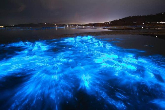Sunset Bioluminescent Comb Jelly & Dolphin Tour - Tips for an Enjoyable Tour