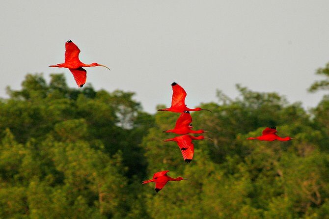 Sunset Boat Tour into Caroni Wetlands - The Value of the Tour