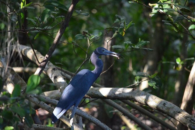 Sunset Boat Tour into Caroni Wetlands - Practical Details