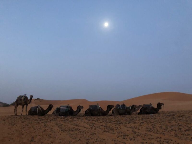 Sunset Camel Ride in Agafay Desert From Marrakech - Highlights of the Desert Experience