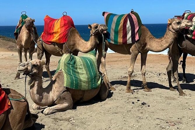 Sunset Camel Ride on Achakkar Beach Including Traditional Dinner - Customer Reviews
