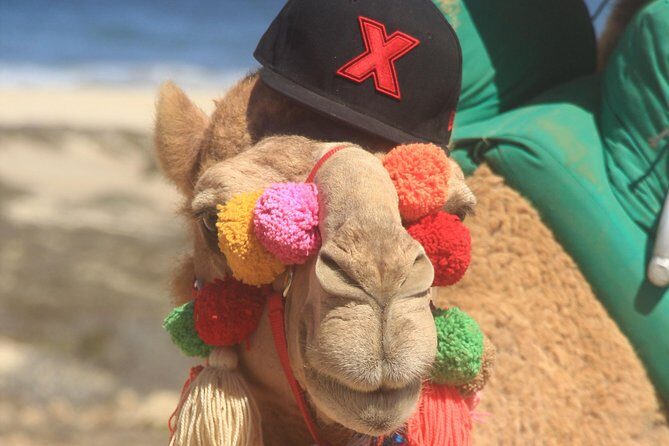 Sunset Camel Ride Tour - An Authentic Baja Experience from the Comfort of Your Resort