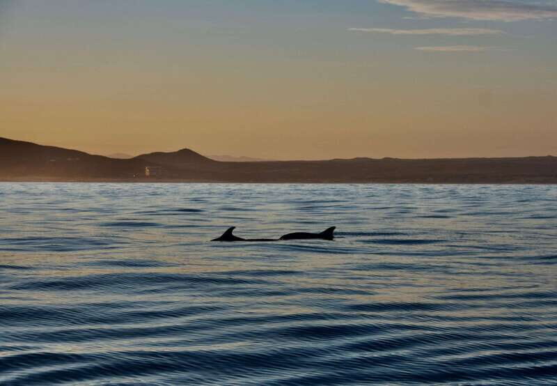 Sunset Cruise in San Jose del Cabo - An In-Depth Look at the Sunset Cruise Experience