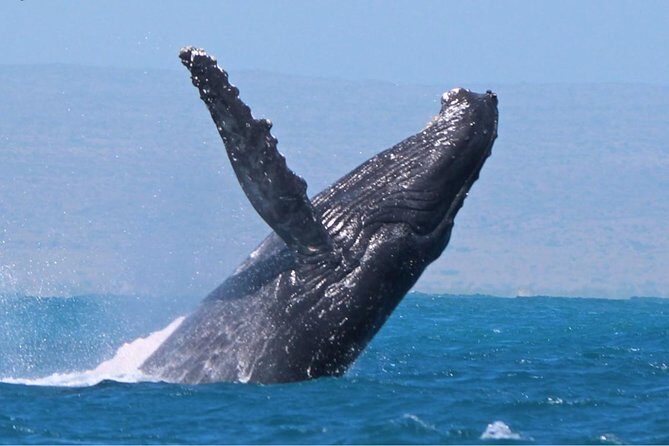 Sunset Cruise Wildlife Watching - Why a Sunset Wildlife Cruise Off Exmouth Is Worth It