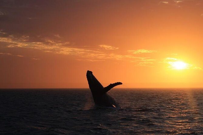 Sunset Cruise Wildlife Watching - Who Will Love This Tour?