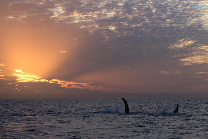 Sunset Cruise Wildlife Watching - FAQ