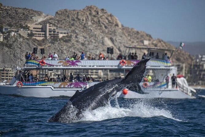 Sunset Cruise with Dinner and Open Bar - The Sum Up: Who Will Love This Cruise?