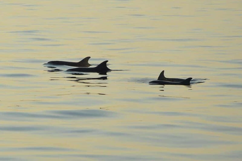 Sunset Dolphin Cruise with Dinner  Medulin Archipelago - Key Points