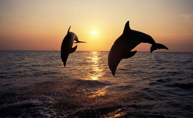Sunset Dolphin Cruise with Dinner  Medulin Archipelago - An In-Depth Look at the Experience
