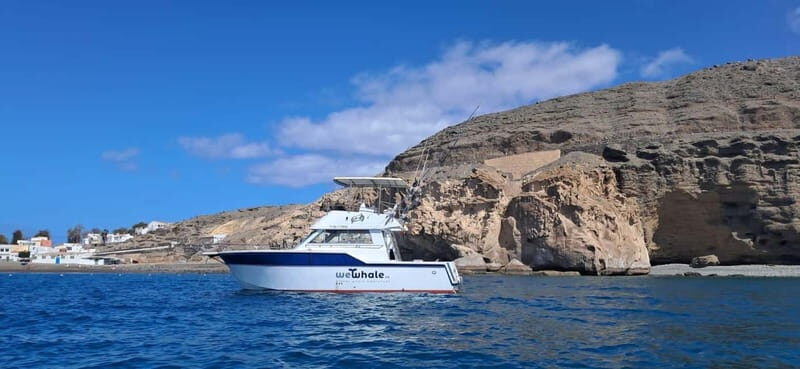 Sunset Dolphin Watching Tour on Hybrid Boat in Small Group - Analyzing the Value