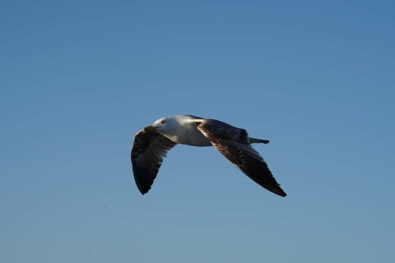 Sunset Dolphin Watching Tour on Hybrid Boat in Small Group - FAQ