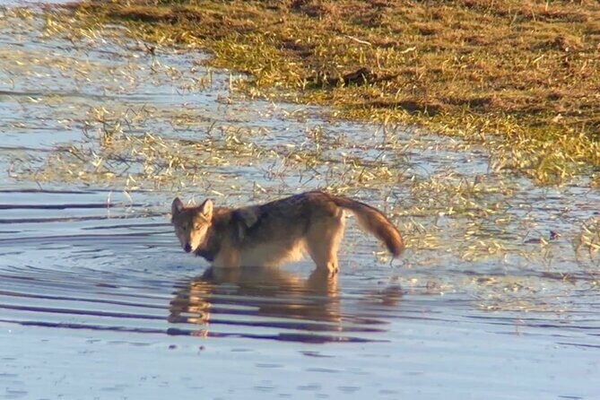 Sunset Hayden Valley Wildlife Safari | Catered Dinner | PRIVATE - An In-depth Look at the Sunset Hayden Valley Wildlife Safari
