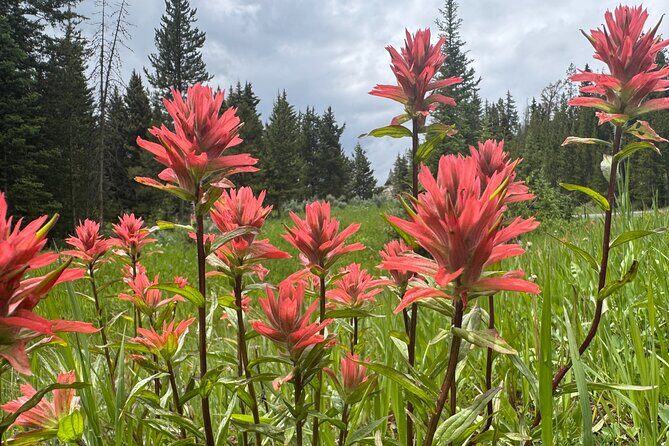 Sunset Hayden Valley Wildlife Safari | Catered Dinner | PRIVATE - The Sum Up