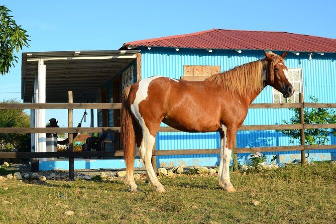 Sunset Horseback Riding Tour in Punta Cana (Private Option) - FAQs