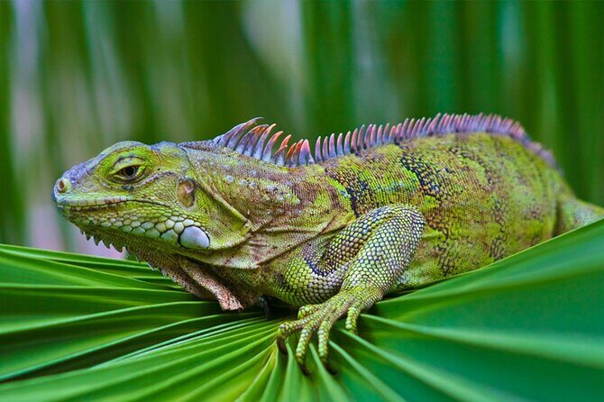 Sunset Kayak Tour in the Mangrove Lagoon, St Thomas - FAQ