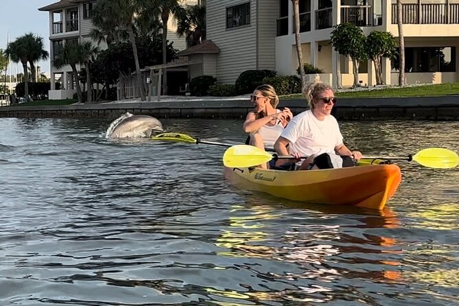 Sunset Kayaking With Dolphins - Encountering Marine Wildlife