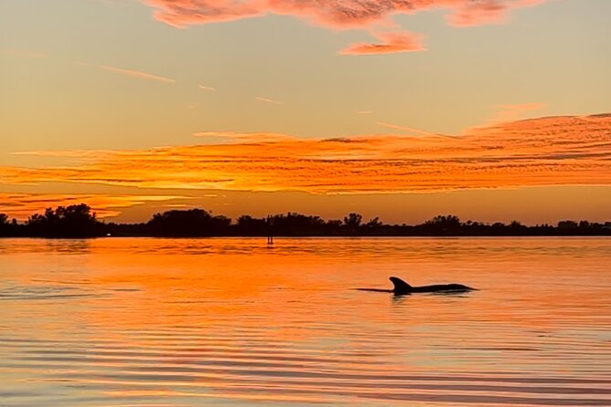 Sunset Kayaking With Dolphins - Navigating the Sarasota Waterways