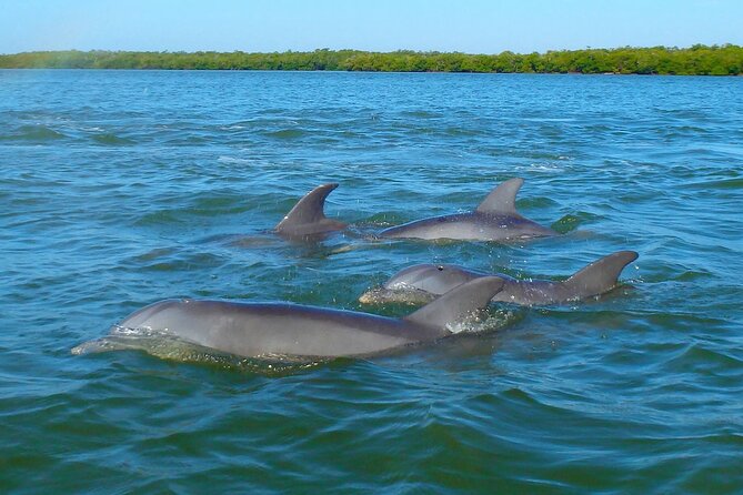 Sunset Kayaking With Dolphins - Tips for First-Time Kayakers