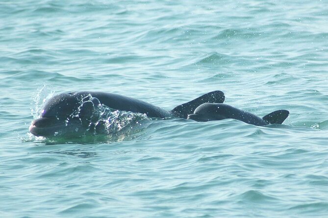 Sunset Kayaking With Dolphins - Feedback From Satisfied Customers
