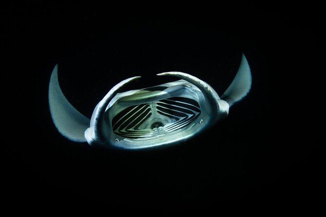 Sunset Manta Ray Tour in Kailua-Kona - Good To Know