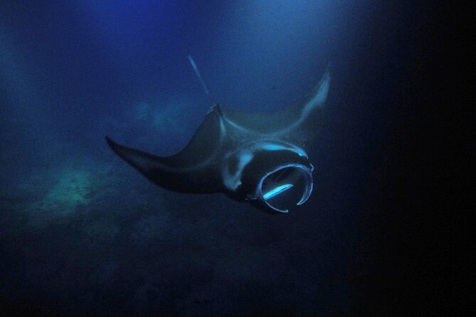 Sunset Manta Ray Tour in Kailua-Kona - Meeting Information