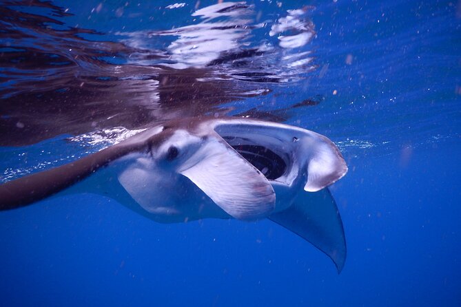 Sunset Manta Ray Tour in Kailua-Kona - Important Notes