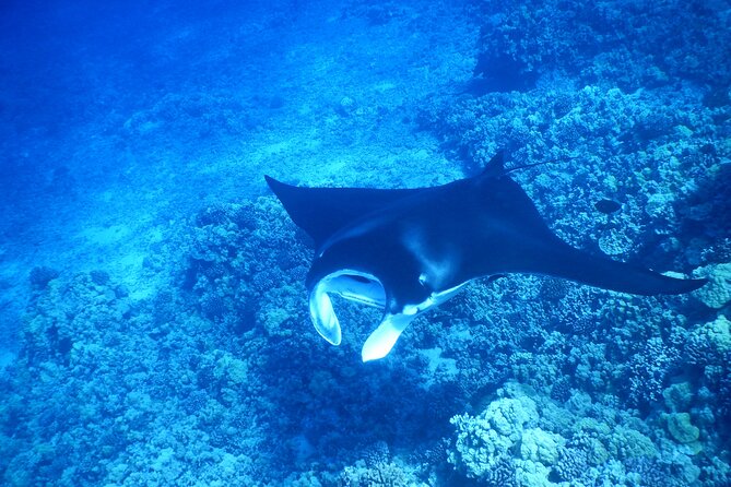 Sunset Manta Ray Tour in Kailua-Kona - Manta Ray Viewing Experience